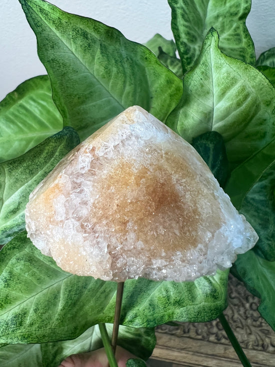 Golden Healer Plant Crystal