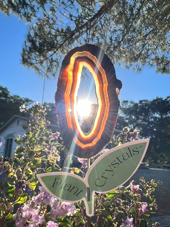 Lions Gate Black Agate with Portal Plant Crystal plus FREE MINI LEMURIAN💫