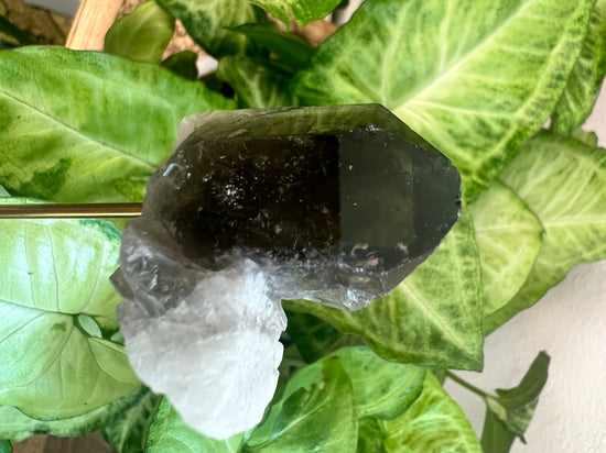 Darth Smokey Quartz Plant Crystal