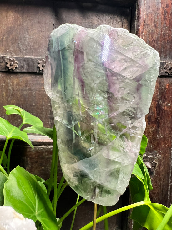 Large Rainbow Fluorite Plant Crystal