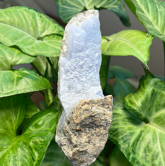 8/3 Blue Chacedont Plant Crystal