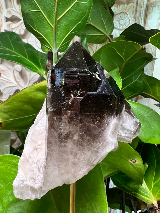 Premium Smokey Quartz Plant Crystal