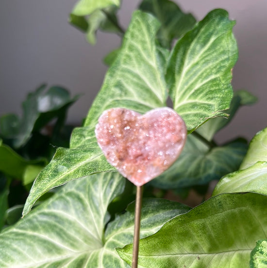 7/30 Heart Plant Crystal