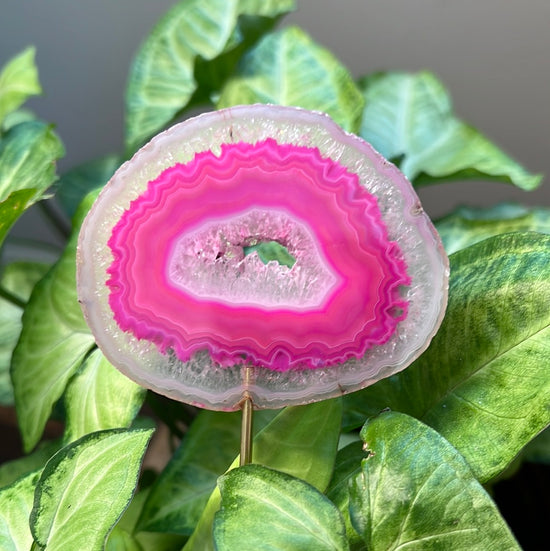 8/10 Pink Agate Plant Crystal