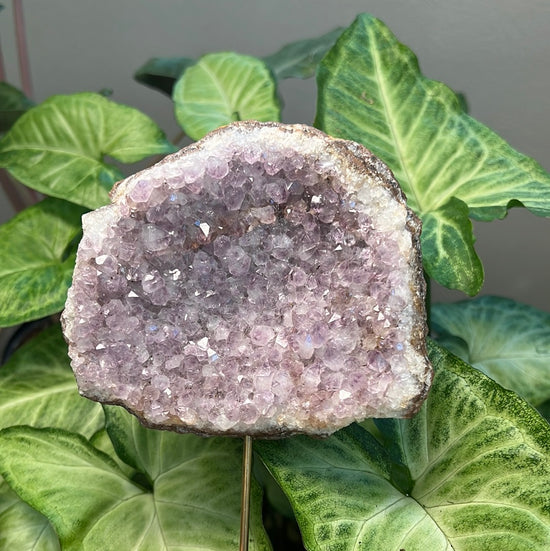 8/6 Large Amethyst Cluster Plant Crystal