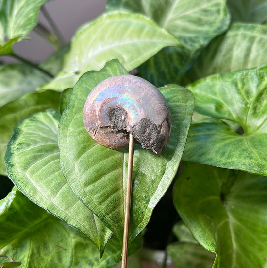 7/30 Ammonite Plant Crystal