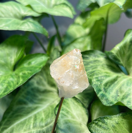 8/3 Citrine Plant Crystals