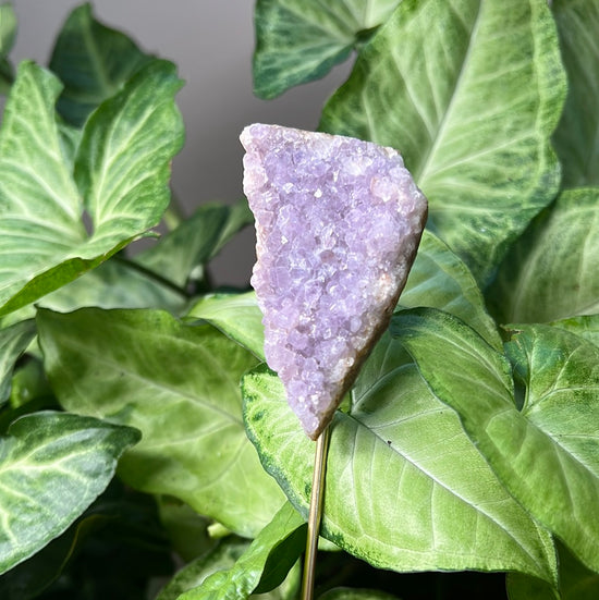 7/30 Amethyst Plant Crystal