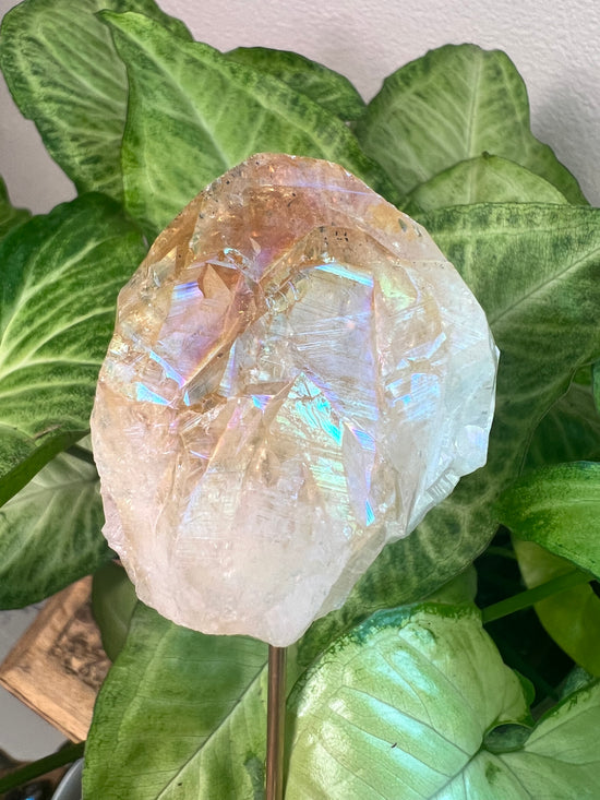 7/16 Angel Aura Citrine Plant Crystal