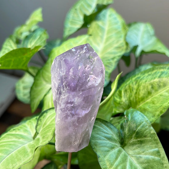 8/10 Raw Amethyst Plant Crystal