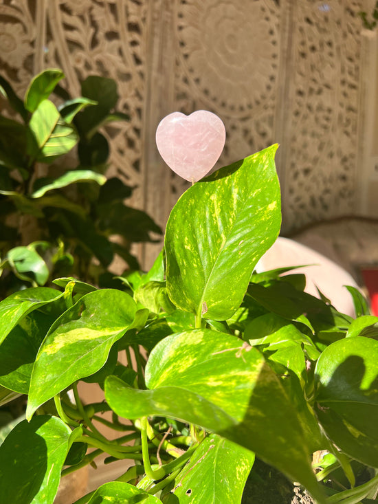 Rose Quartz Heart Plant Crystal