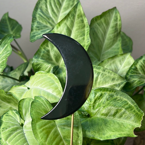 7/30 Black Moon Plant Crystal