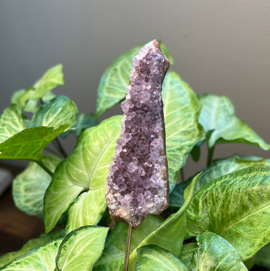 8/10 Amethyst Plant Crystal