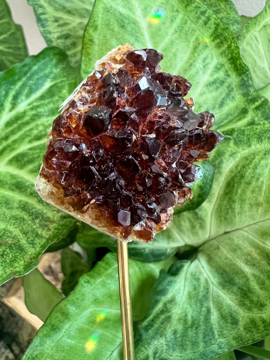 7/18 Citrine Plant Crystal