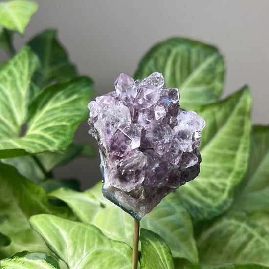 7/30 Amethyst Plant Crystal