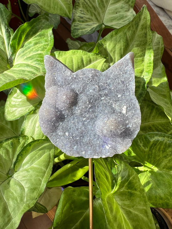 Amethyst Cat Plant Crystal