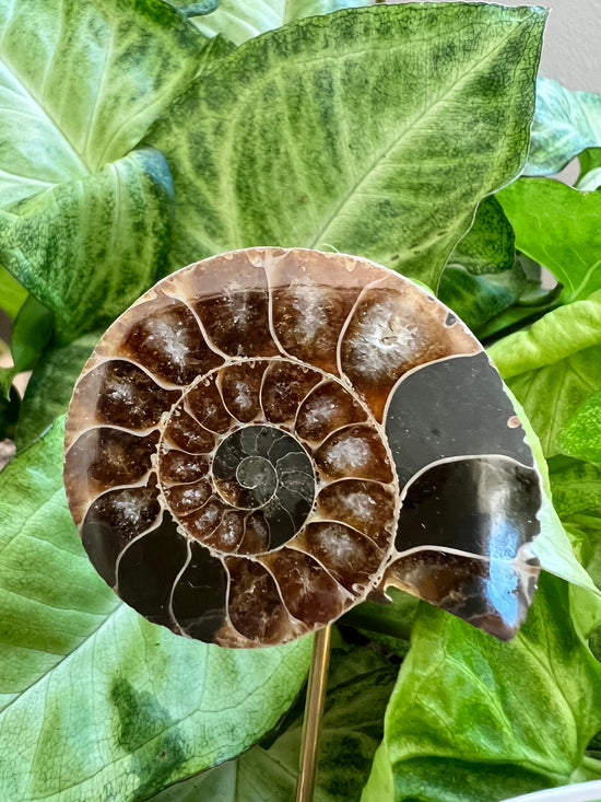 7/12 Ammonite Plant Crystal