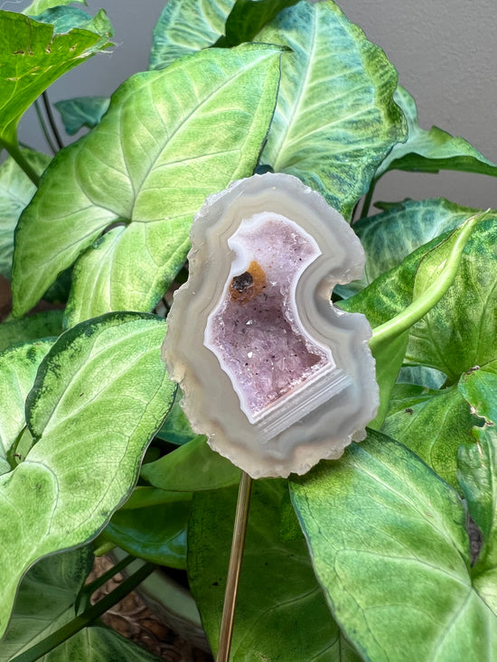 8/10 Agate Geode Plant Crystal