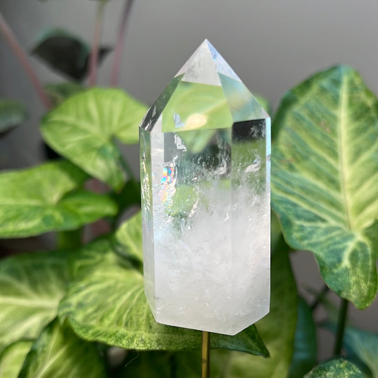 8/6 Clear Quartz Plant Crystal