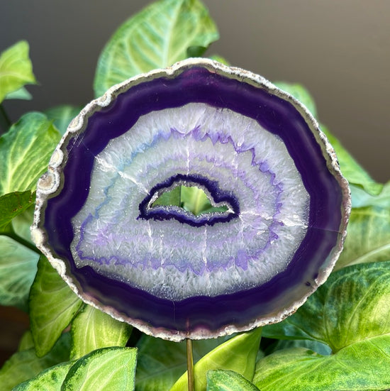 8/10 Purple Agate Plant Crystal