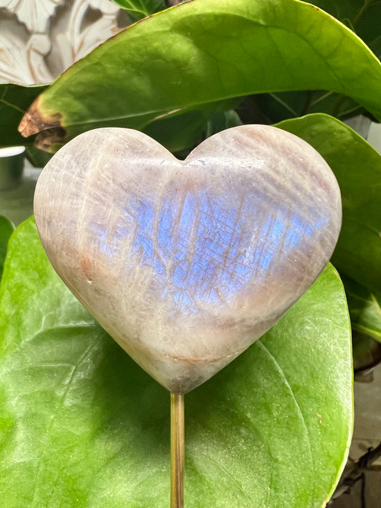 Moonstone Heart Plant Crystal