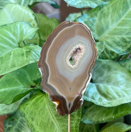 Agate Plant Crystal