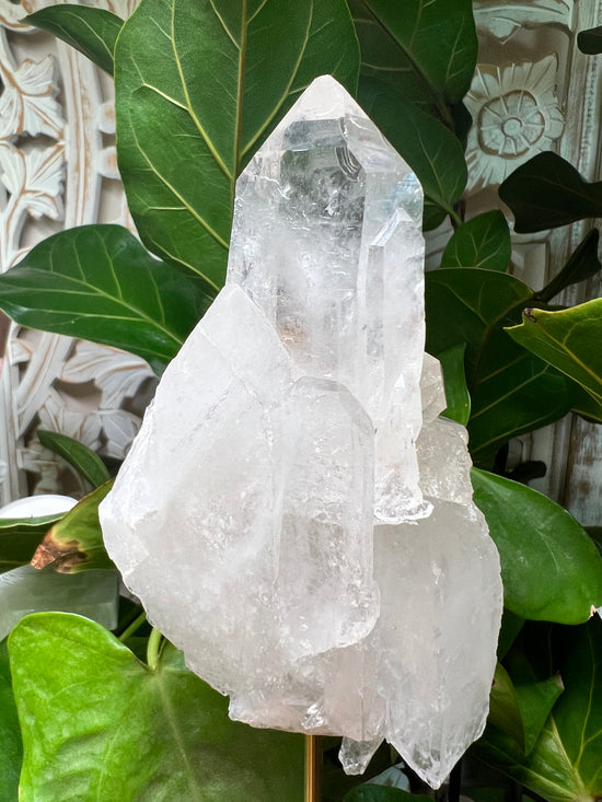 Premium Clear Quartz Plant Crystal