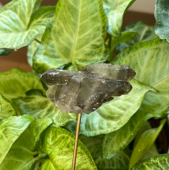 Smokey Quartz Double Terminated Plant Crystal