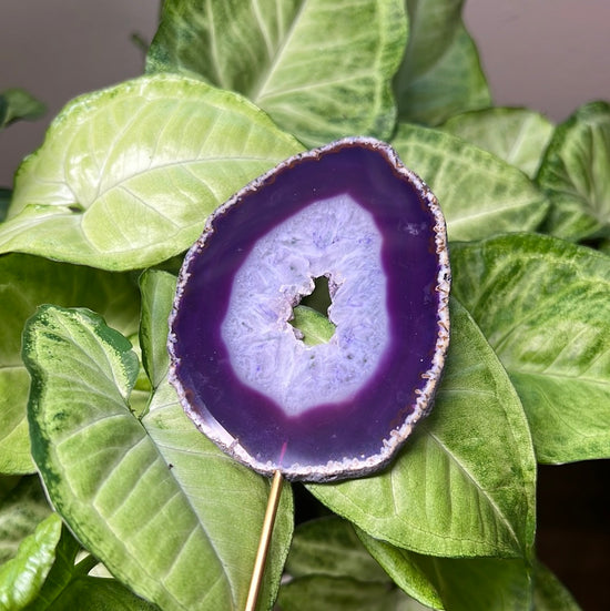 7/30 Purple Agate Plant Crystal