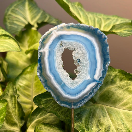 8/3 Blue Agate Plant Crystal