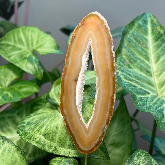 8/6 Natural Agate Plant Crystal