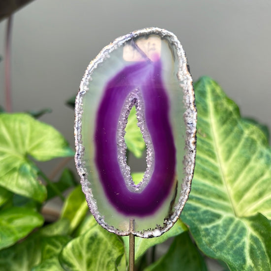 8/6 Purple Agate Plant Crystal