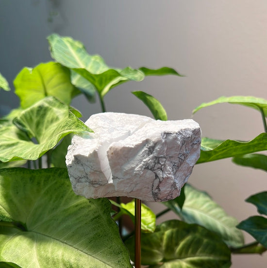 8/3 White Howlite Card Holder Plant Crystal