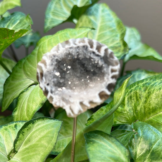 8/10 Geode Plant Crystal