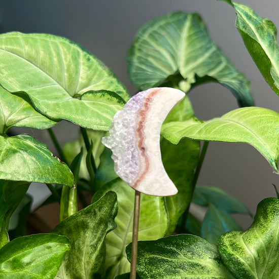 8/3 Pink Amethyst Moon Plant Crystal