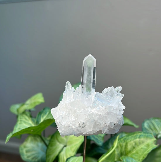 8/10 Quartz Cluster Plant Crystal