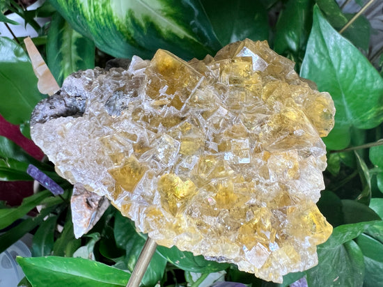 Raw Yellow Fluorite Plant Crystal