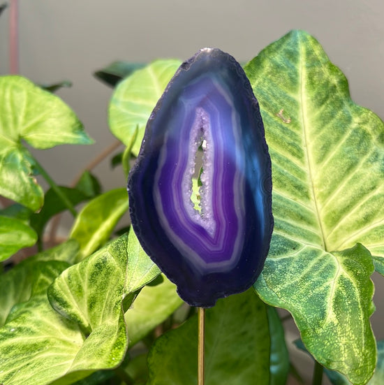 8/6 Purple Agate Plant Crystal