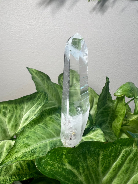 7/9 Lemurian Quartz Plant Crystal