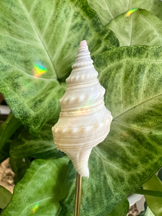 7/18 SeaShell Plant Crystal