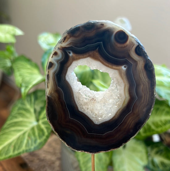 7/12 Black Agate Plant Crystal