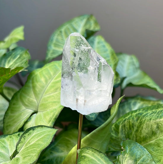 8/10 Quartz Plant Crystal