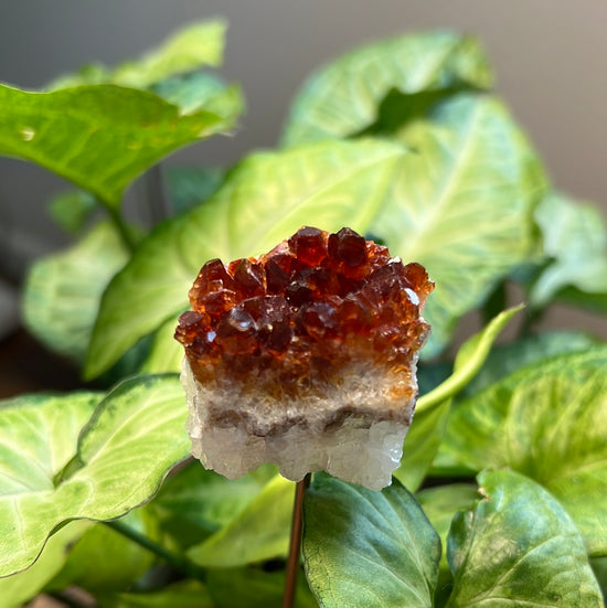 8/10 Citrine Plant Crystal