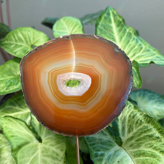 8/6 Orange Agate Plant Crystal