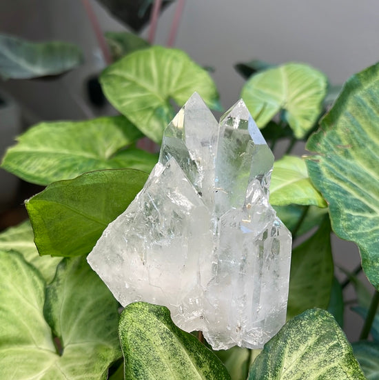 8/6 Large Clear Quartz Plant Crystal