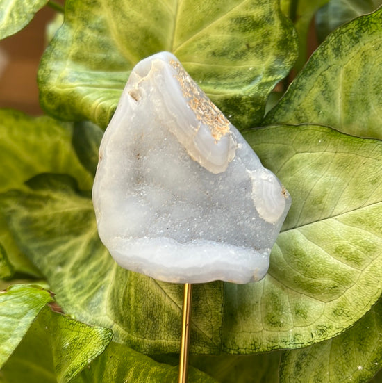 *Blue Chalcedony Plant Crystal