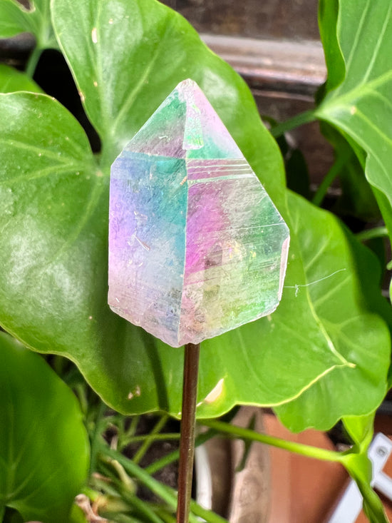 Angel Aura Point Plant Crystal