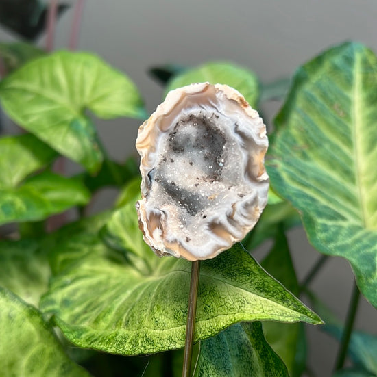 8/6 Geode Plant Crystal