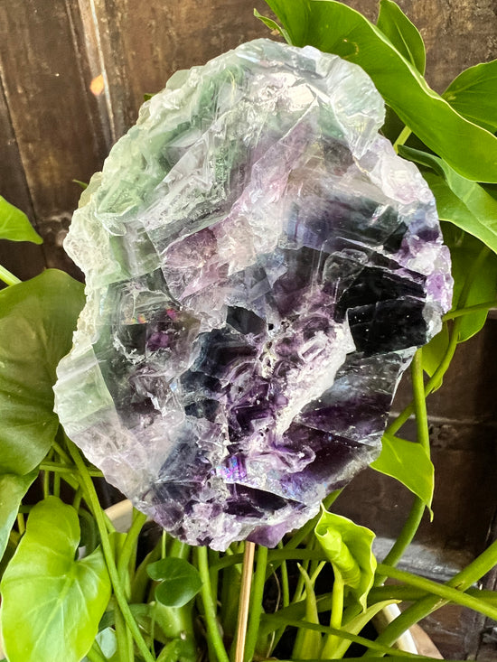 Rainbow Fluorite Slab Plant Crystal