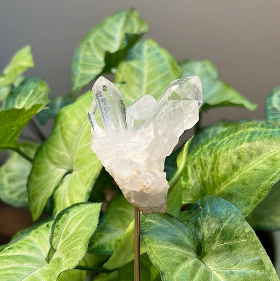 8/10 Quartz Plant Crystal